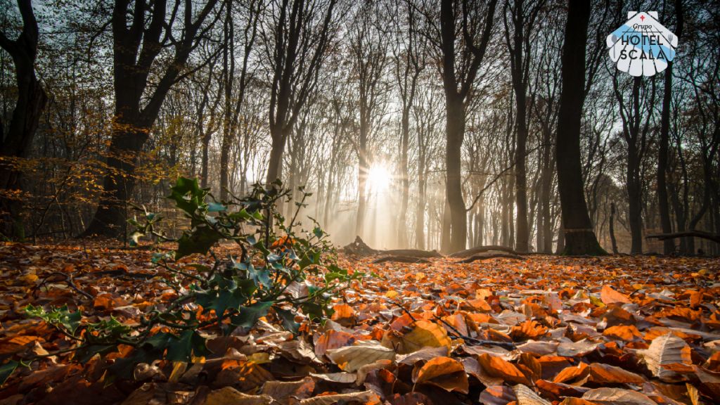 5 planes para disfrutar del otoño durante tu estancia en el Hotel Scala