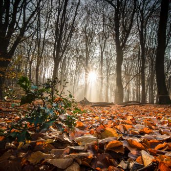 5 planes para disfrutar del otoño durante tu estancia en el Hotel Scala